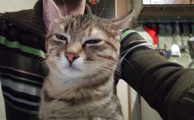 Хоба! Котовторник!