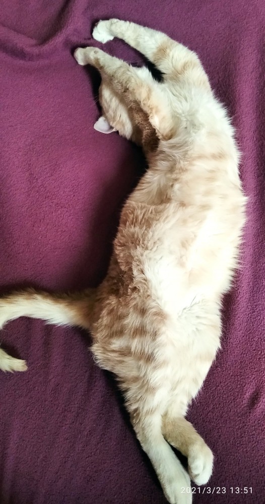 Котовторник 28.09.21