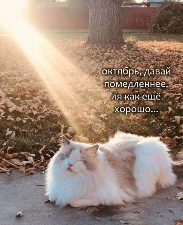 Юмор и прикольные картинки 11.10.2021