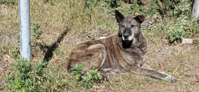 Подборка диких помесей собак