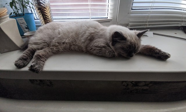 Котовторник так котовторник