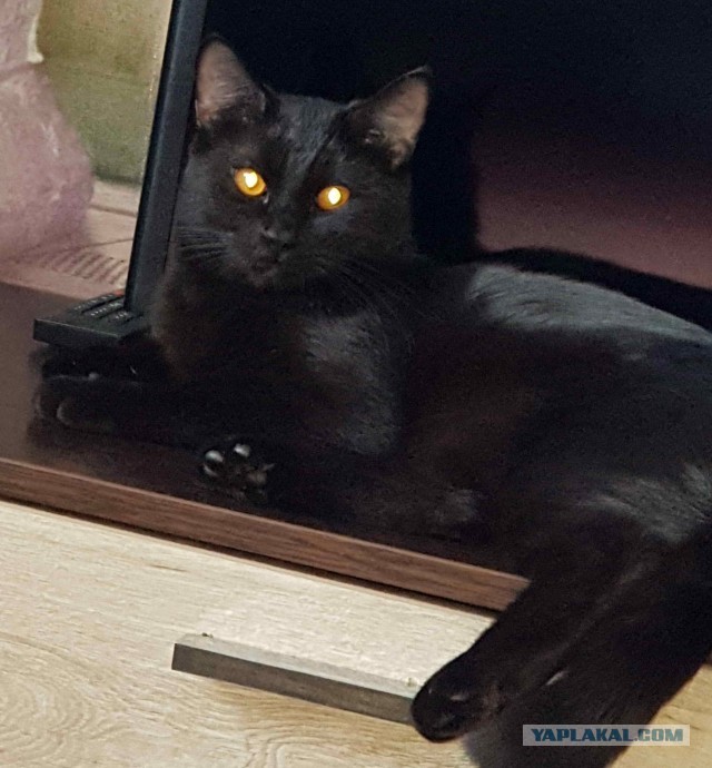 Котовторник так котовторник