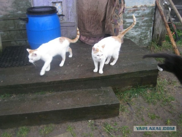 Жизнь домашнего приюта для котеек 373