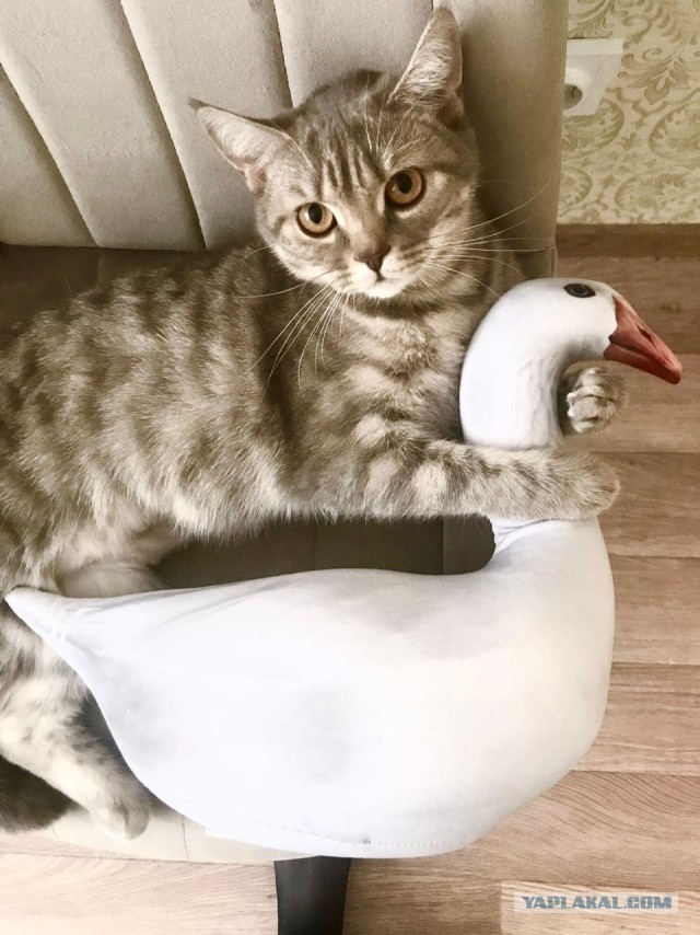 Иногда коту просто нужно давать леща