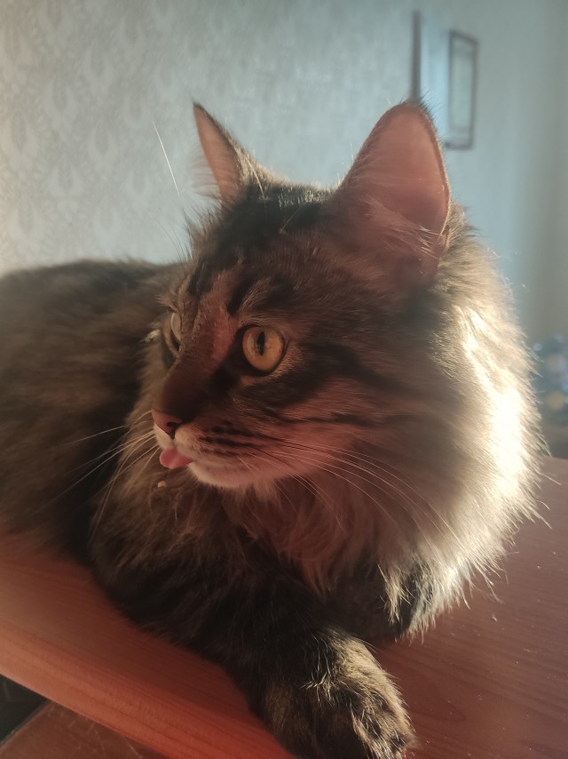Котовторник.