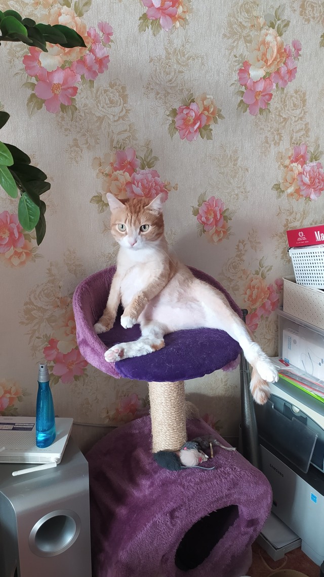 А вот и котовторник 24.05.2022