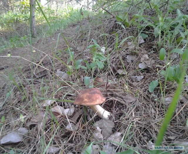 Поход за грибами