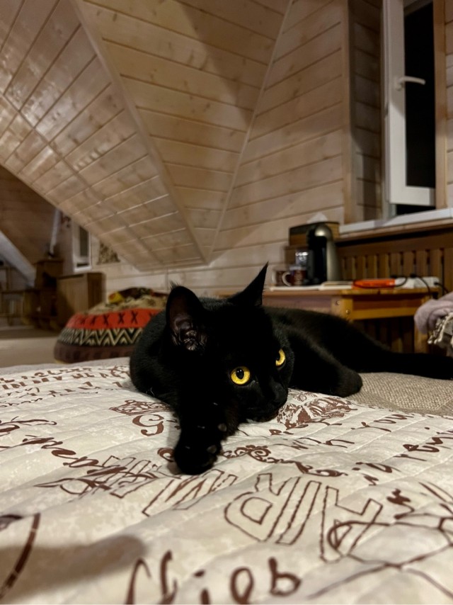 Шейх Котара