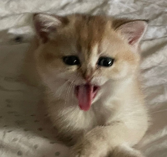 Котовторник 1.11.22