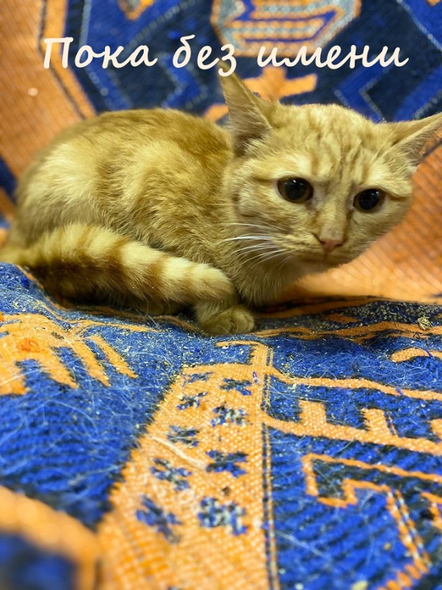 Жизнь домашнего приюта "Котоленд" 366
