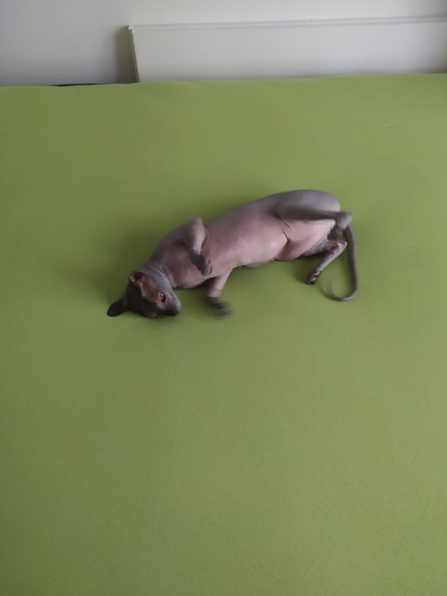 Котофторниг