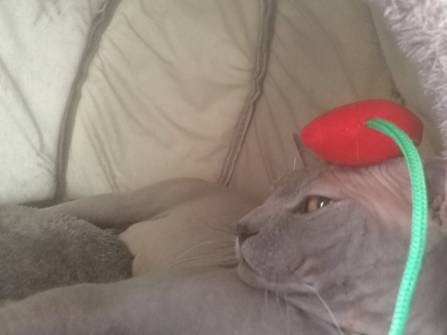 Моя Розетка