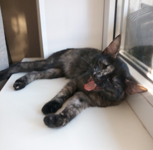 Не прошёл мимо котёнка