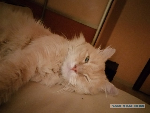 Котовторник Рыжих