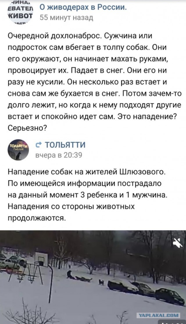 Ежедневная собака