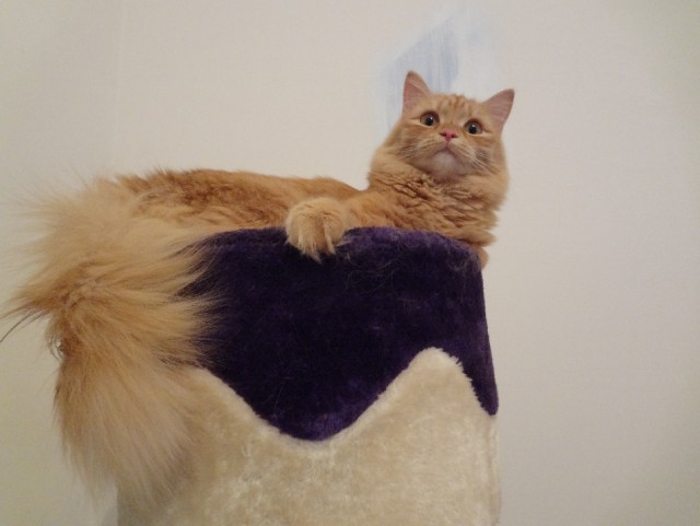 Котовторник  07.05.2013