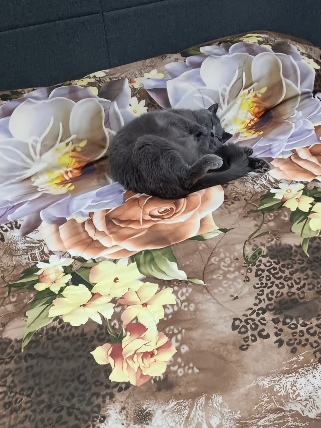 Котовторник 09.04.24