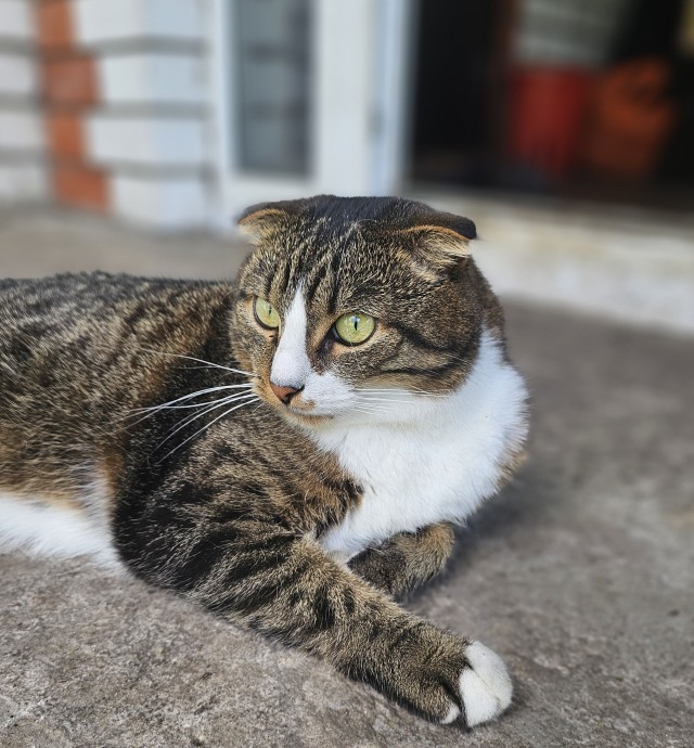Котовтоник в картинках