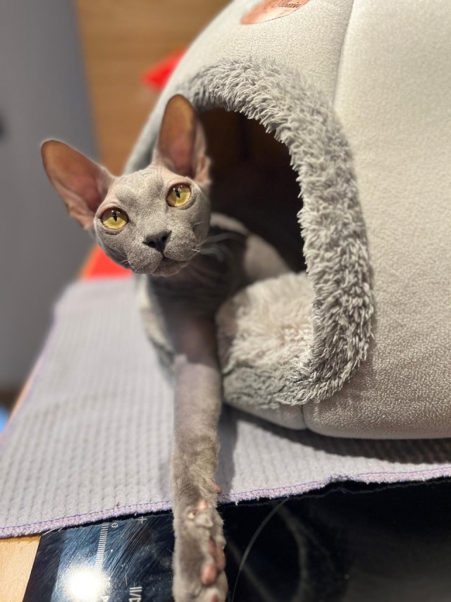 Гадкий котёнок