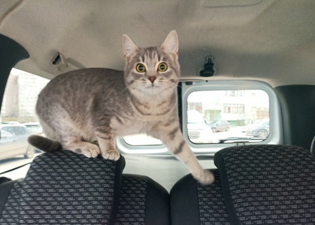 Котовторник продолжается