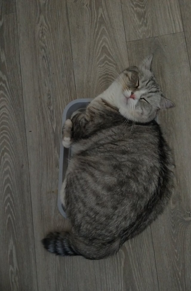 Нефотогеничный кот