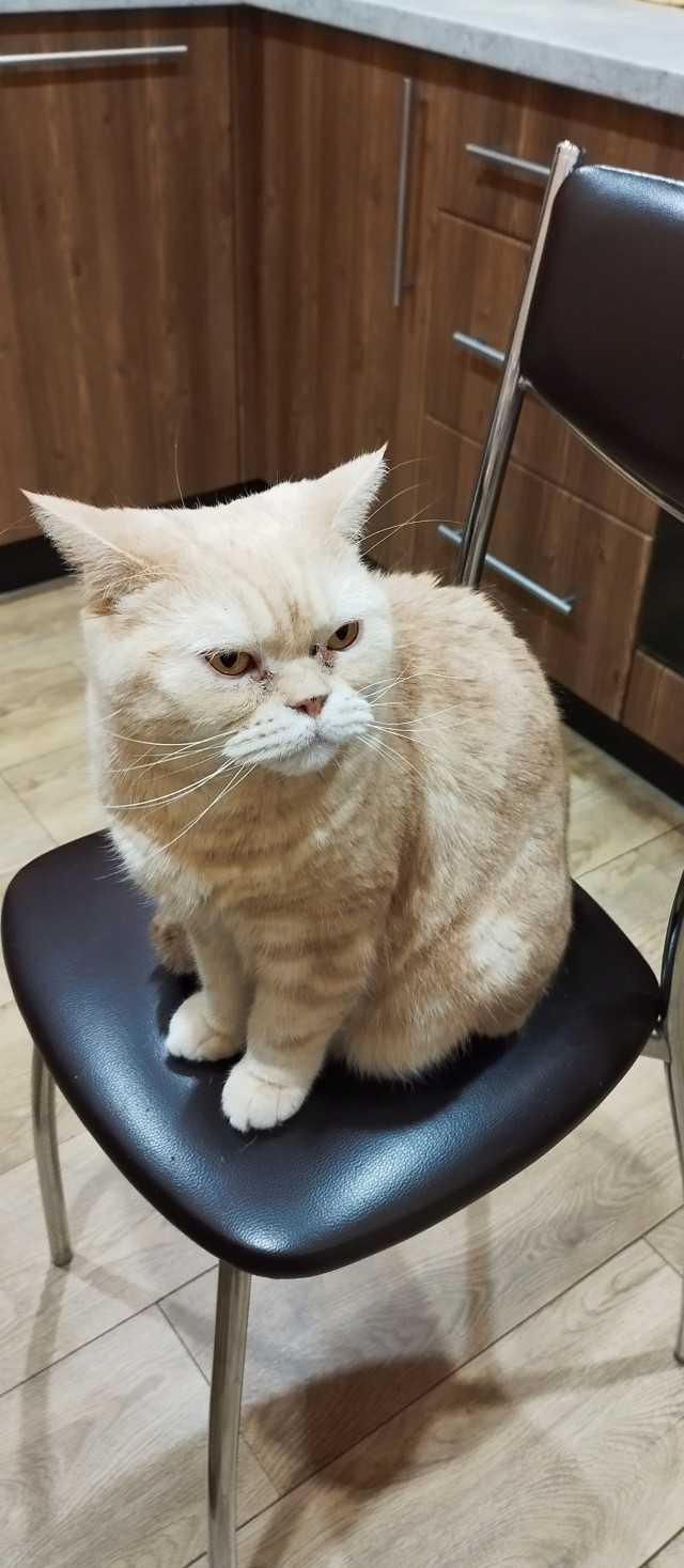 Принимайте в ряды которабов