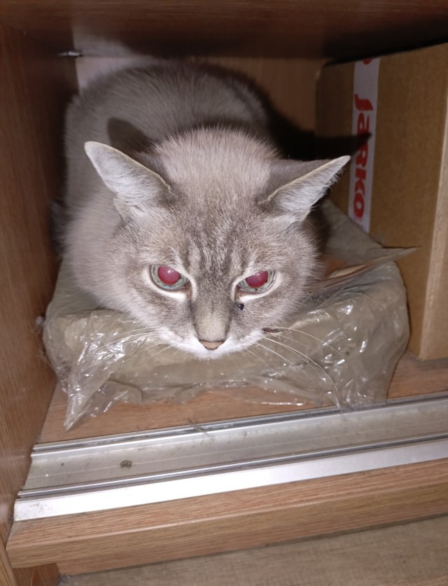Заведи кота