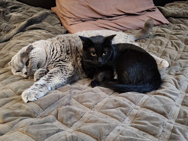 Котовторник