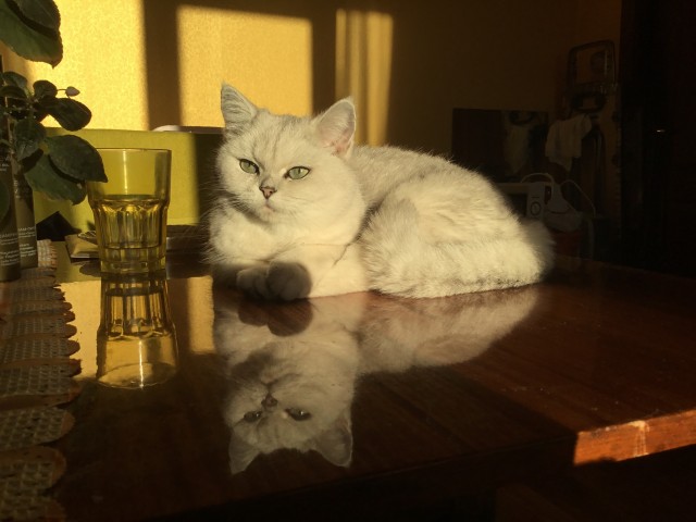 Котовторник наступил