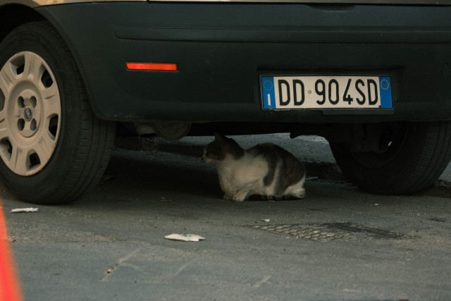 Котовторник из Палермо