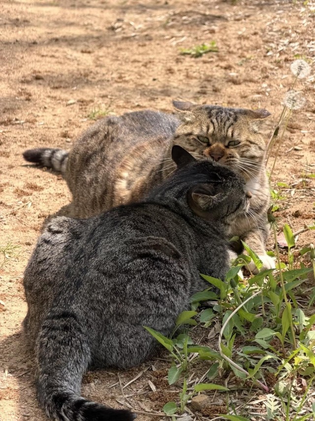 Парочка (котовторник)