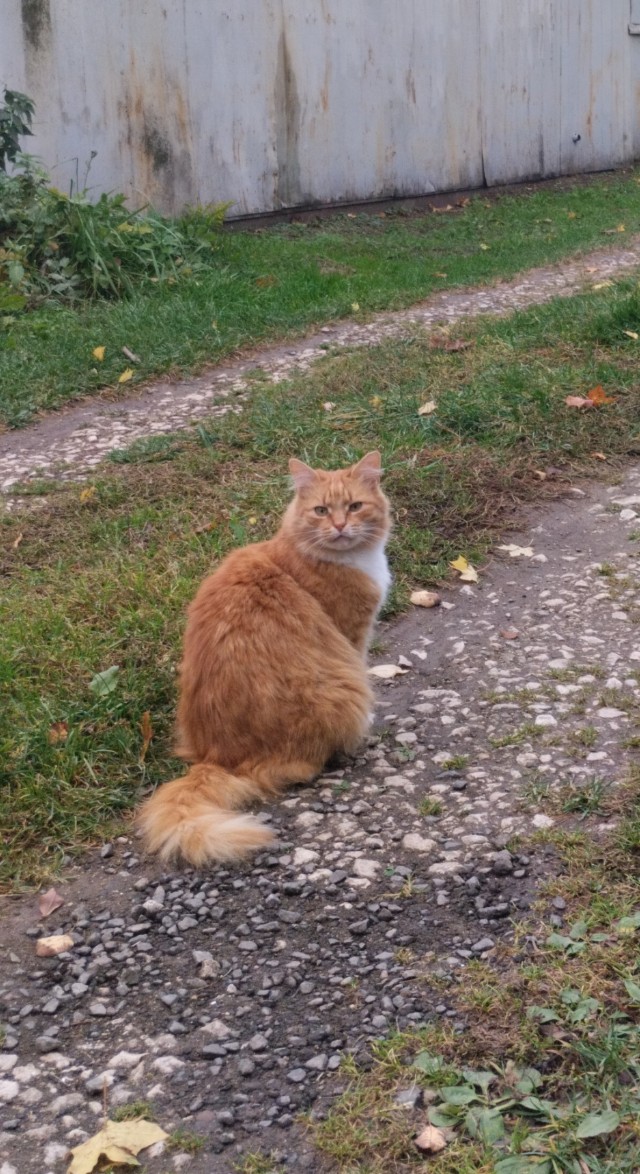 С котовторником))