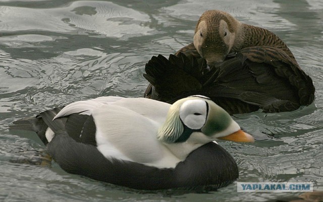 Леди Гага без косметики