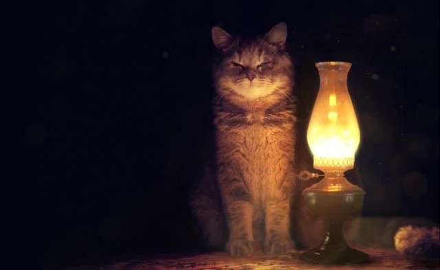 Хороший котик