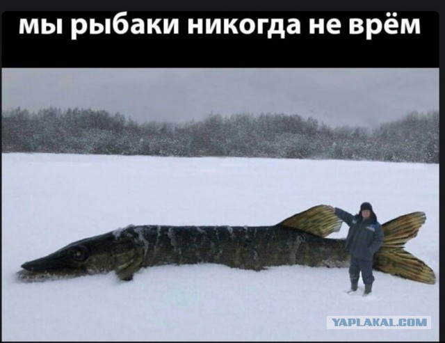 Томская область. Щука 15,5 кг