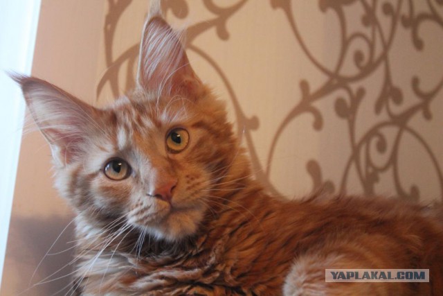 Нужно фото кота