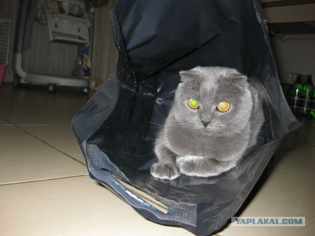 Котовторник   15.04.2014