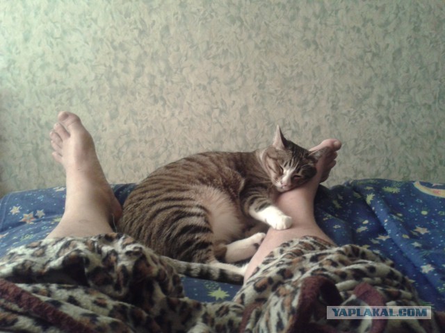 Котовторник   15.04.2014