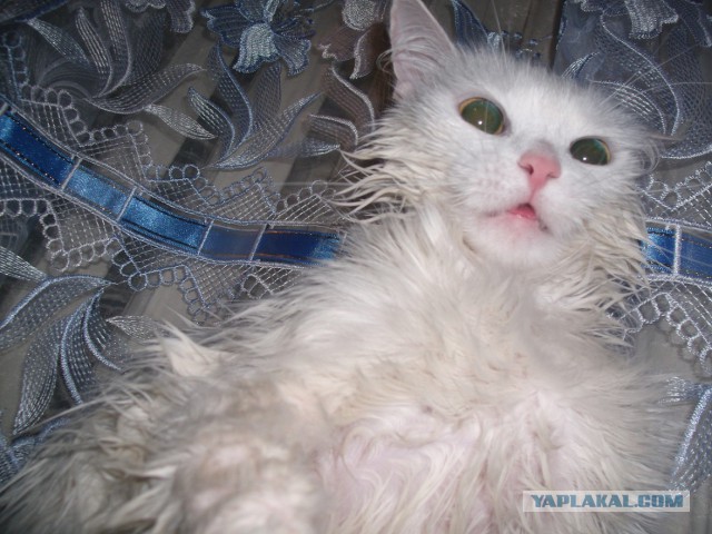 Смешные коты и кошки.