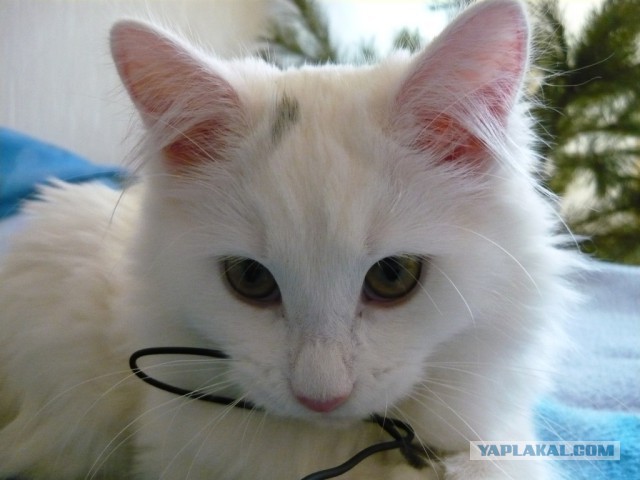 Котовторник 6.05.2014
