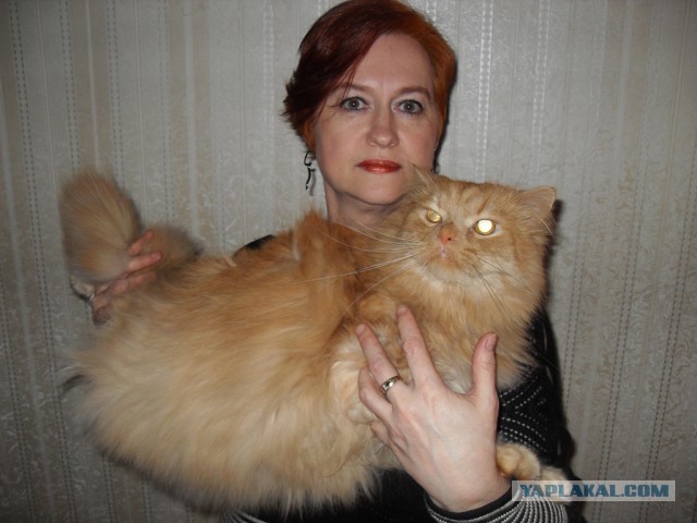 Котовторник  08.07.2014