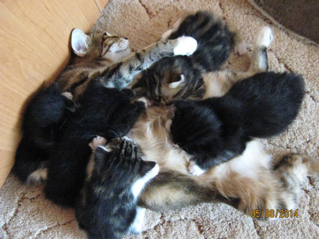 Котовторник 12.08.2014