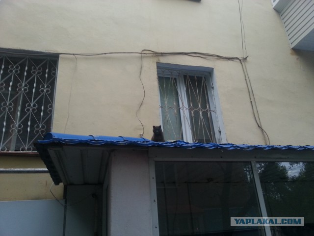 Котовторник 09.09.2014