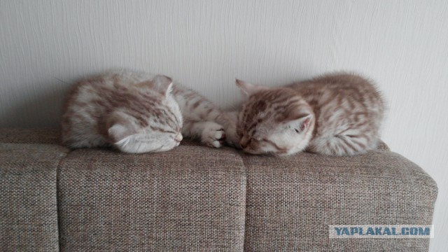 Котовторник 16.09.14