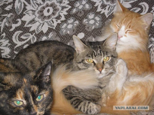 Жизнь домашнего приюта для котеек 37