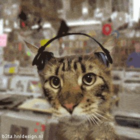 Коты, как многогранные личности