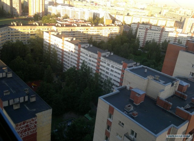 Когда деревья были большими