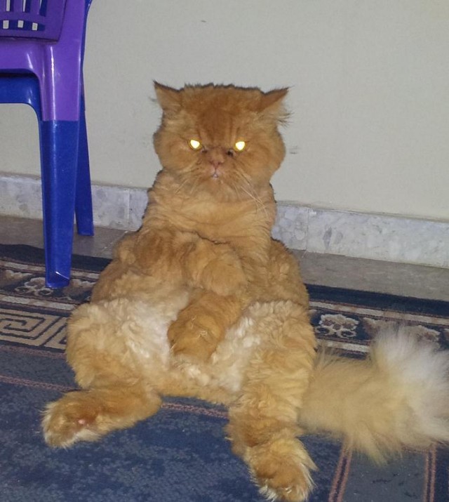 Что делают члены семьи если квартиру грабят