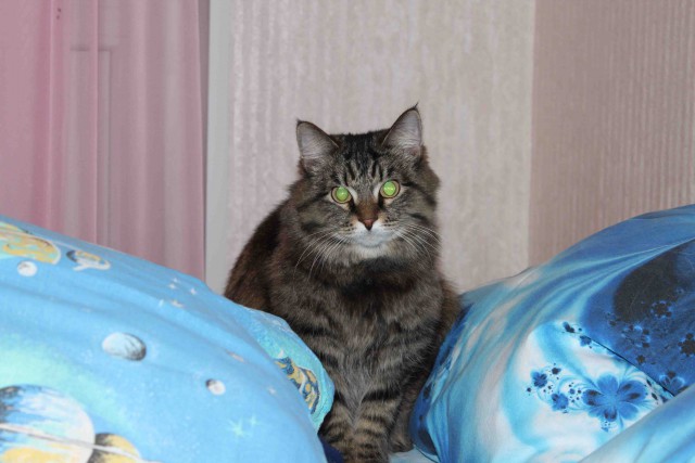 Ответ на мэм с котом