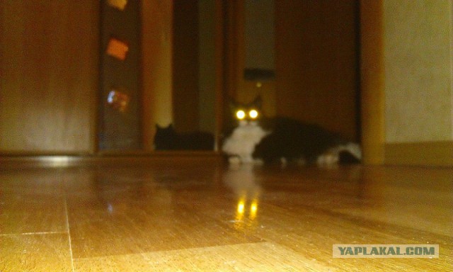 Котовторник 15-09-2015 !